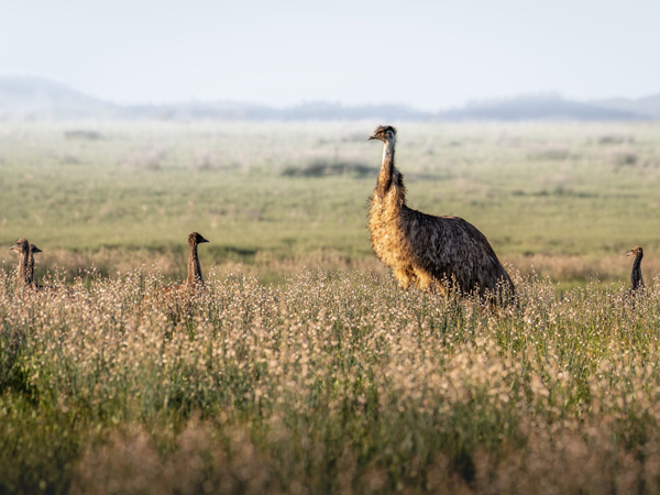 emus in Ikara-Flinders Ranges