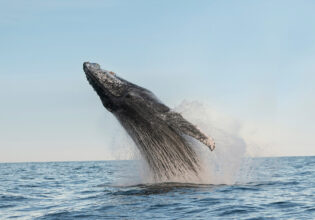 a humpback whale breaching on the central coast