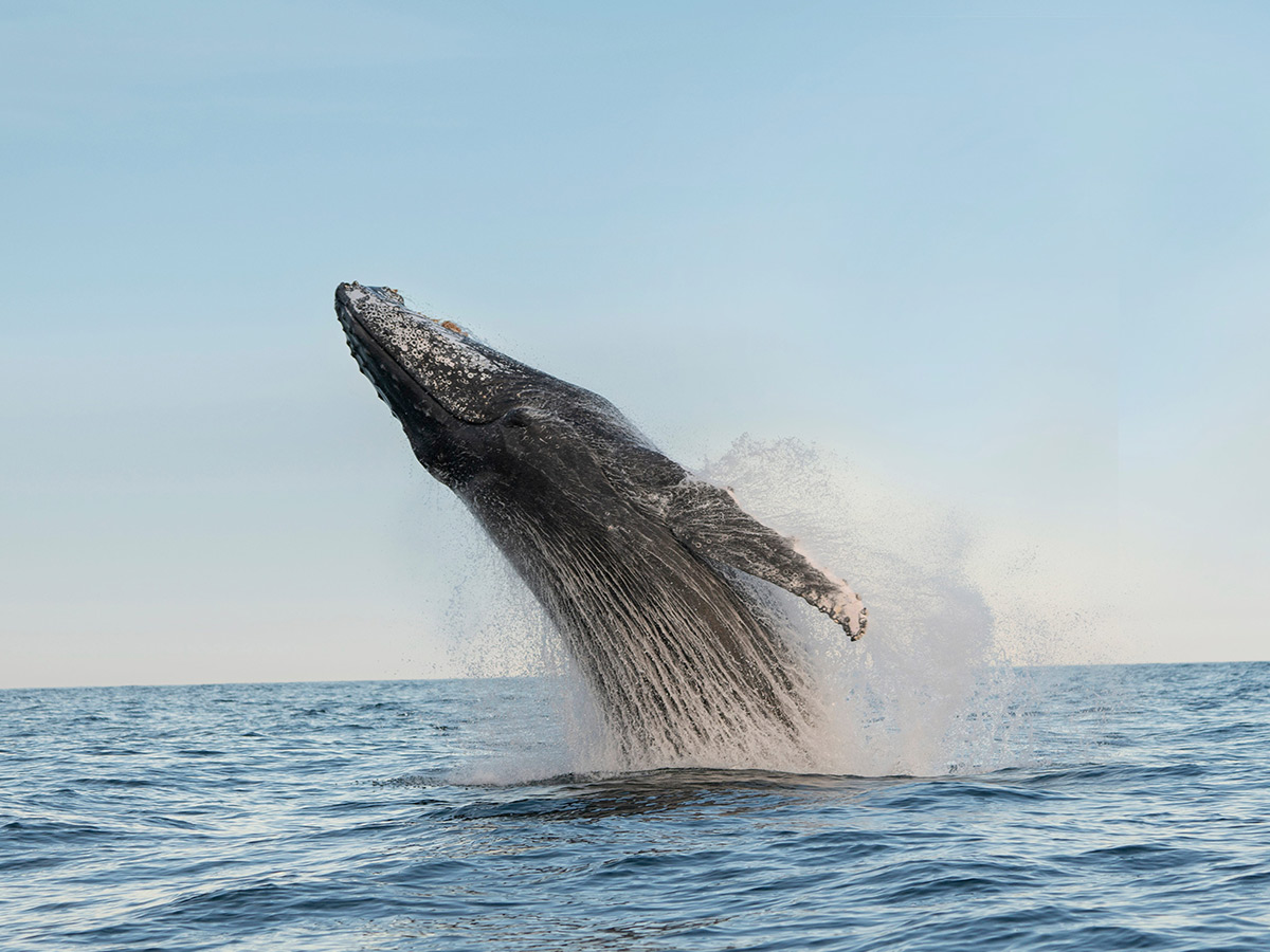 a humpback whale breaching on the central coast