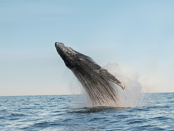 a humpback whale breaching on the central coast