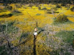 woman walking through Wildflowers, Coalseam Conservation Park