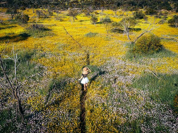 woman walking through Wildflowers, Coalseam Conservation Park