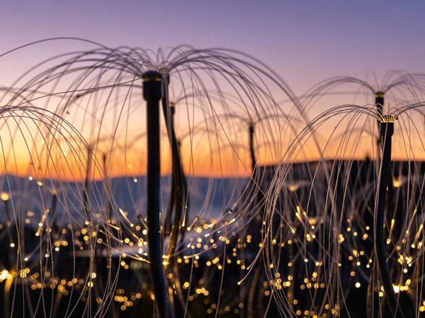 Fireflies by Bruce Munro