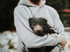Devils@Cradle in Cradle Mountain, Tasmania