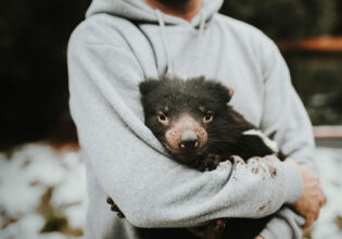 Devils@Cradle in Cradle Mountain, Tasmania
