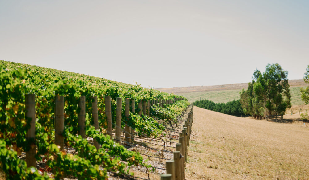 Wine by Farr in Geelong, Victoria