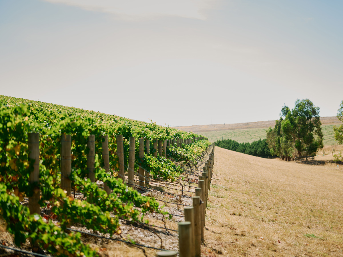 Wine by Farr in Geelong, Victoria