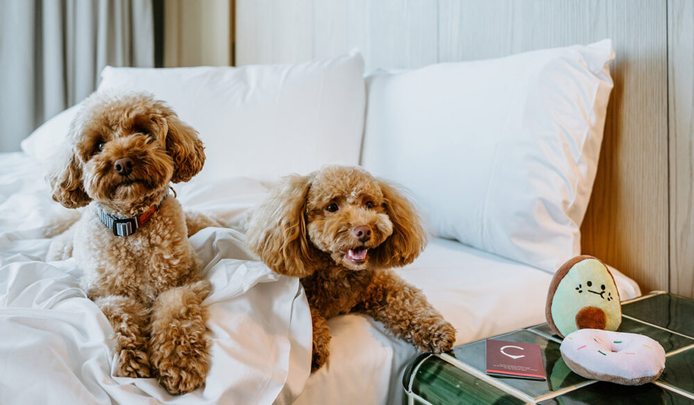 Hyatt Centric Melbourne, luxury pet-friendly hotels