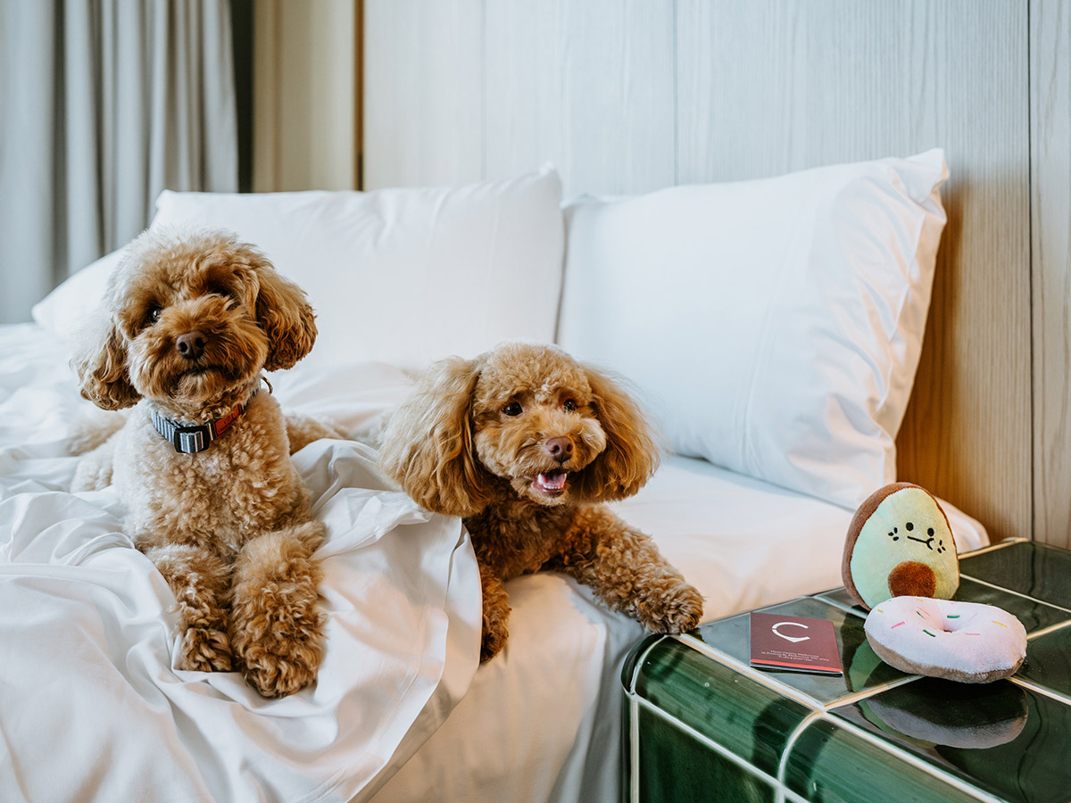 Hyatt Centric Melbourne, luxury pet-friendly hotels
