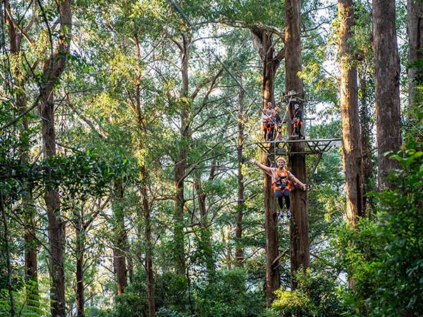 Illawarra Fly Treetop Adventures on the new south wales south coast