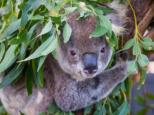 port macquarie koala hospital