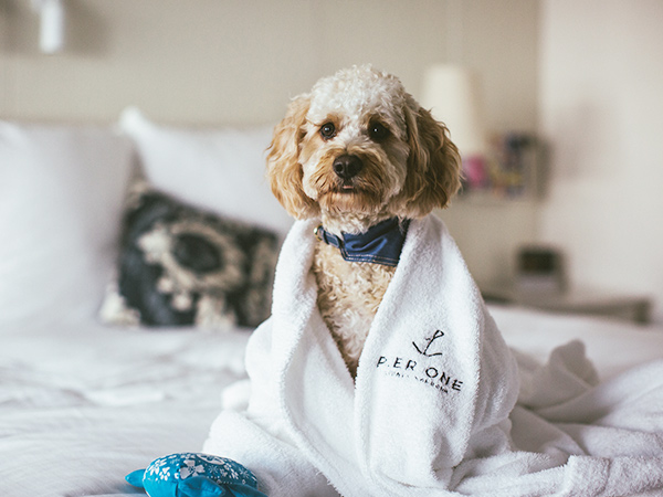puppy at pier one sydney hotel