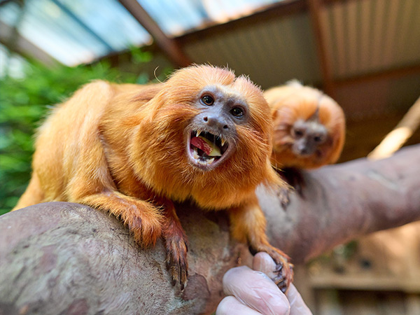 monkey at Symbio Wildlife Park