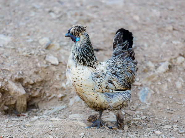 hen in Greece