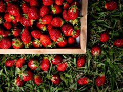 This winter strawberry trail is ripe for the picking