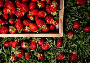 This winter strawberry trail is ripe for the picking