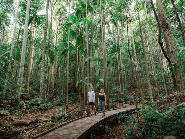 Kondalilla National Park walk