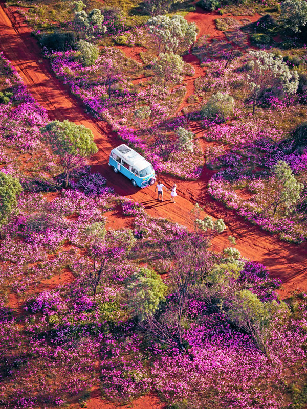 a van parked in a field of wildflowers in WA
