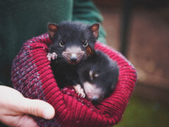 Devils@Cradle in Cradle Mountain, Tasmania
