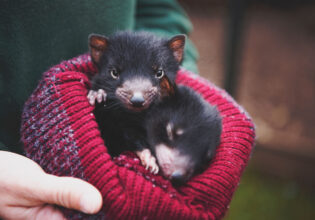 Devils@Cradle in Cradle Mountain, Tasmania