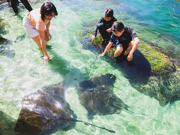Family enjoying an animal feeding experience at Irukandji Shark and Ray Encounters, Anna Bay.