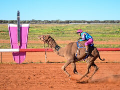 Desert Champions Way: Outback Camel Trail