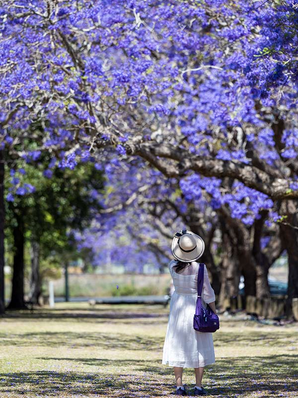 woman walking through jacaranda trees in grafton