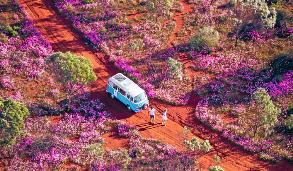 a van parked in a field of wildflowers in WA