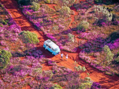 a van parked in a field of wildflowers in WA