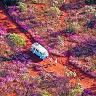 a van parked in a field of wildflowers in WA