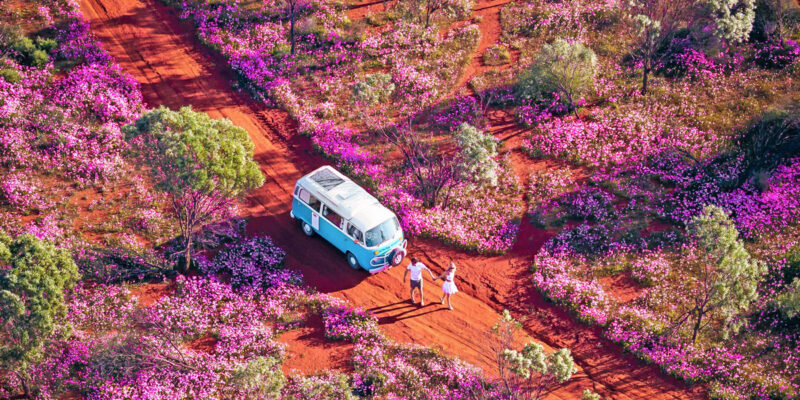 a van parked in a field of wildflowers in WA
