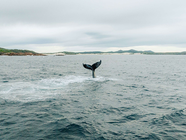 A whale’s tail on the sea’s surface.