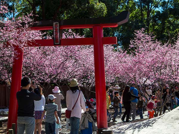 Cherry Blossom Festival