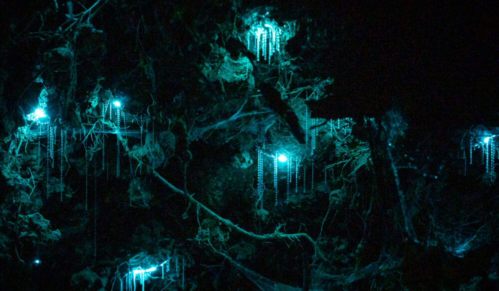 glow worms inside a cave