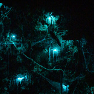 glow worms inside a cave