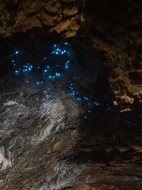 glow worms inside a cave, Springbrook National Park