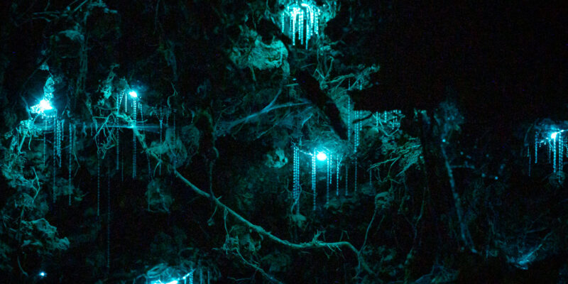 glow worms inside a cave