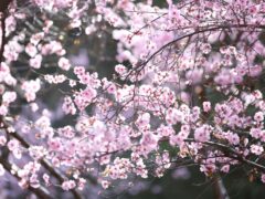 Sydney Cherry Blossom Festival