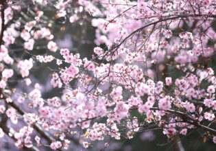 Sydney Cherry Blossom Festival