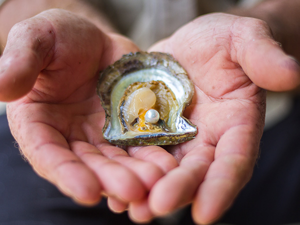Pearls and Plates oysters