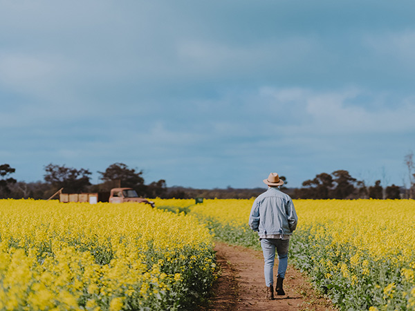 man walking on path through Cornella Canola Walk