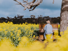 man playing piano in the middle of Cornella Canola Walk