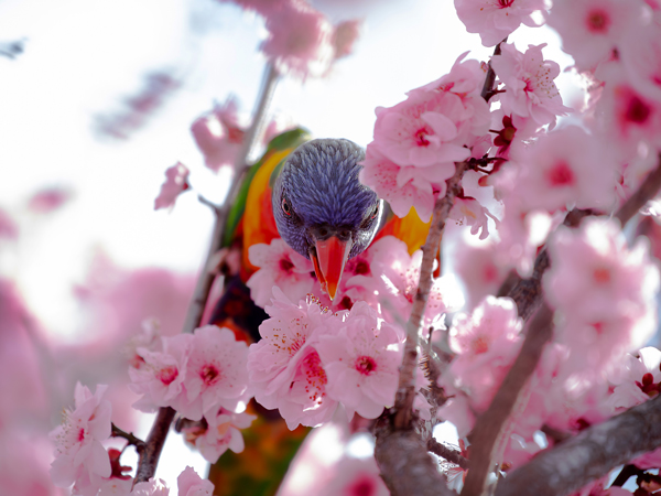 Rainbow lorikeet in cherry-blossom tree