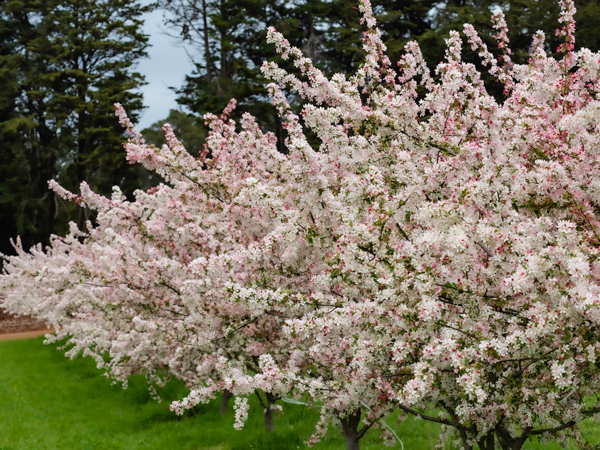 Cherry blossom trees in bloom
