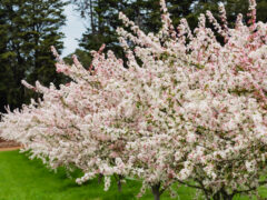 Cherry blossom trees in bloom