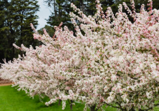 Cherry blossom trees in bloom