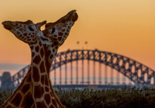 Taronga After Dark Giraffes at Sunset
