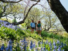 Mount Lofty Botanic Garden walking trails