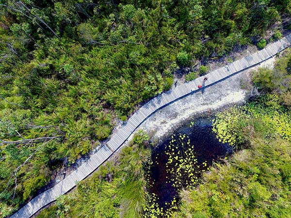 aerial view of Wallum Boardwalk on k'gari island