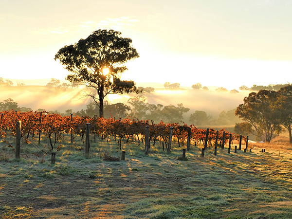 Renzaglia Wines